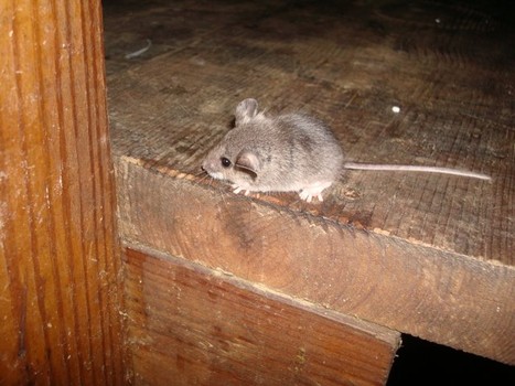 mouse_4